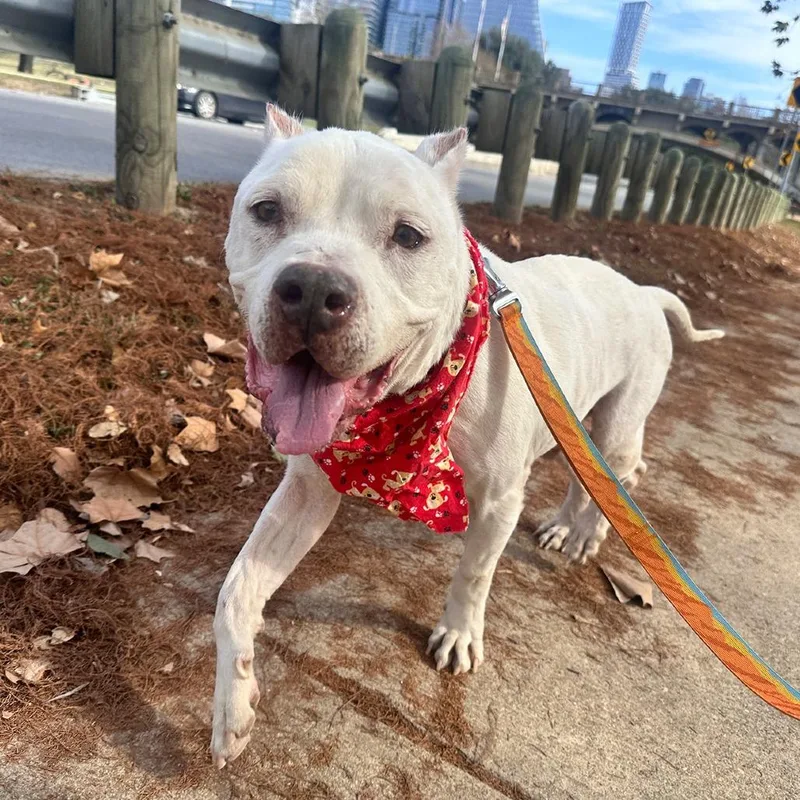 Ginger Cookie thumbnail 2