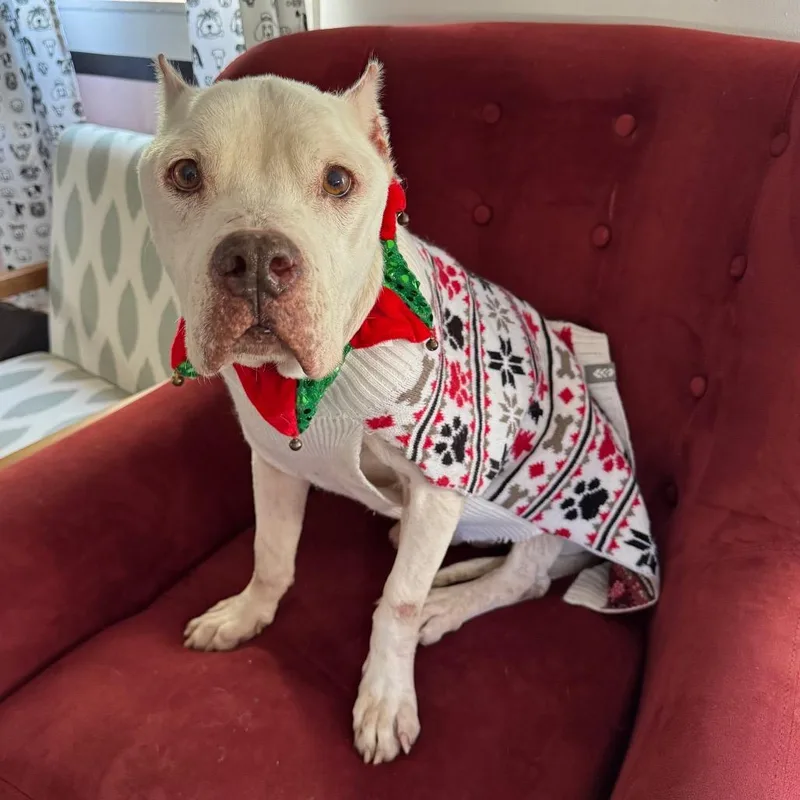 Ginger Cookie thumbnail 3