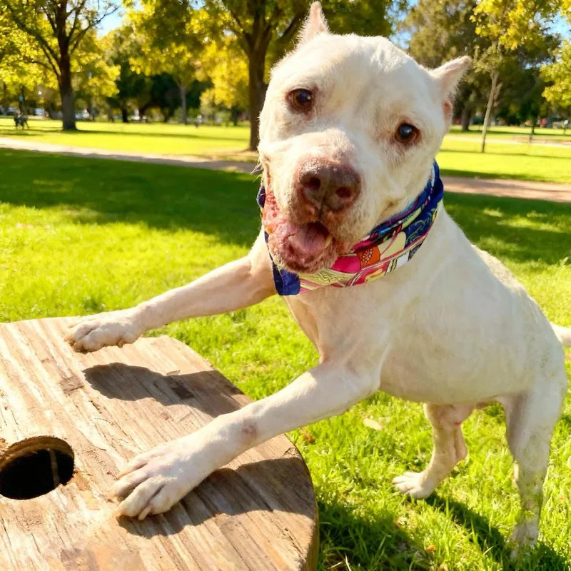 Ginger Cookie thumbnail 4