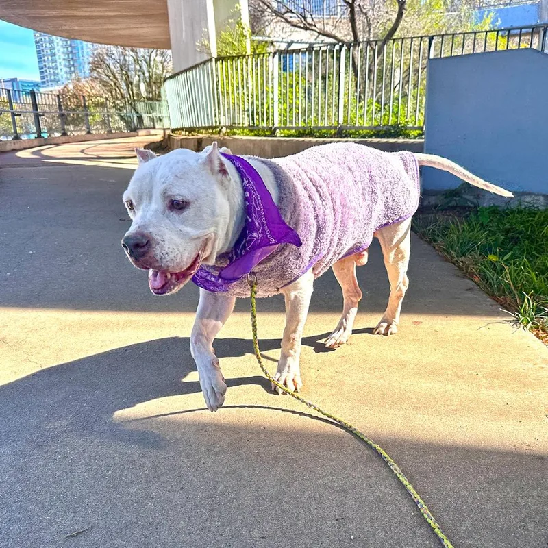 Ginger Cookie thumbnail 5