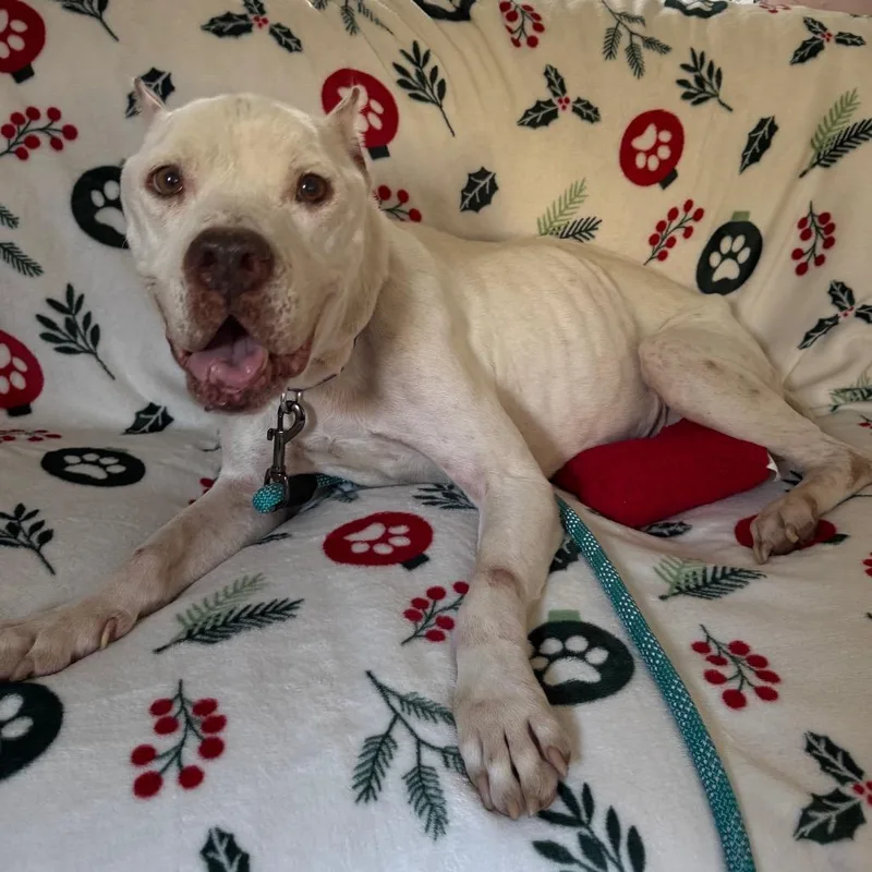 Ginger Cookie thumbnail 6