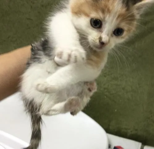 A baby small-sized female Domestic Short Hair cat named Fidget for adoption in Riverside, CA