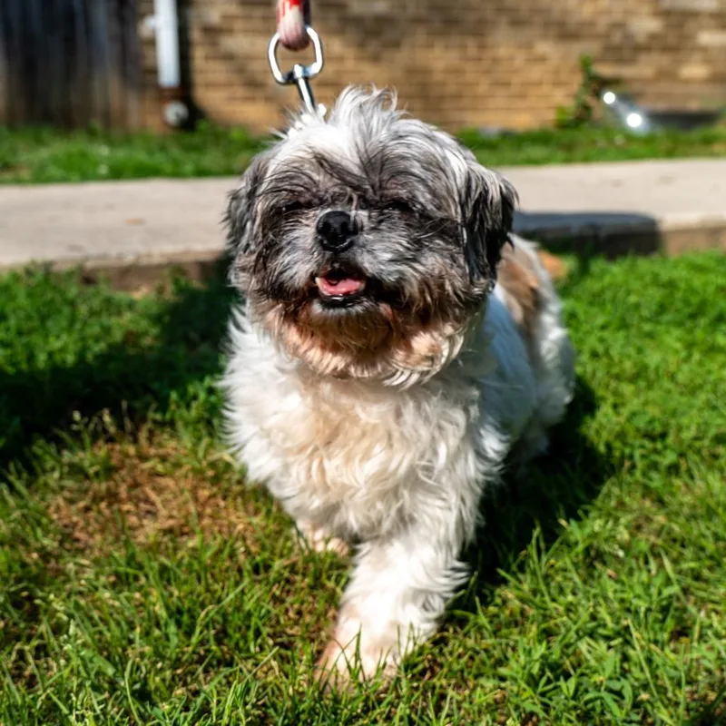 A senior small-sized female White / Cream Shih Tzu dog named Munchkin for adoption in Baltimore, MD