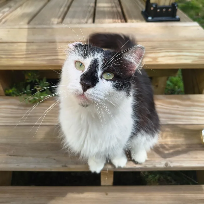 An adult small-sized female Black Domestic Medium Hair cat named Frankie for adoption in Oxford, ME