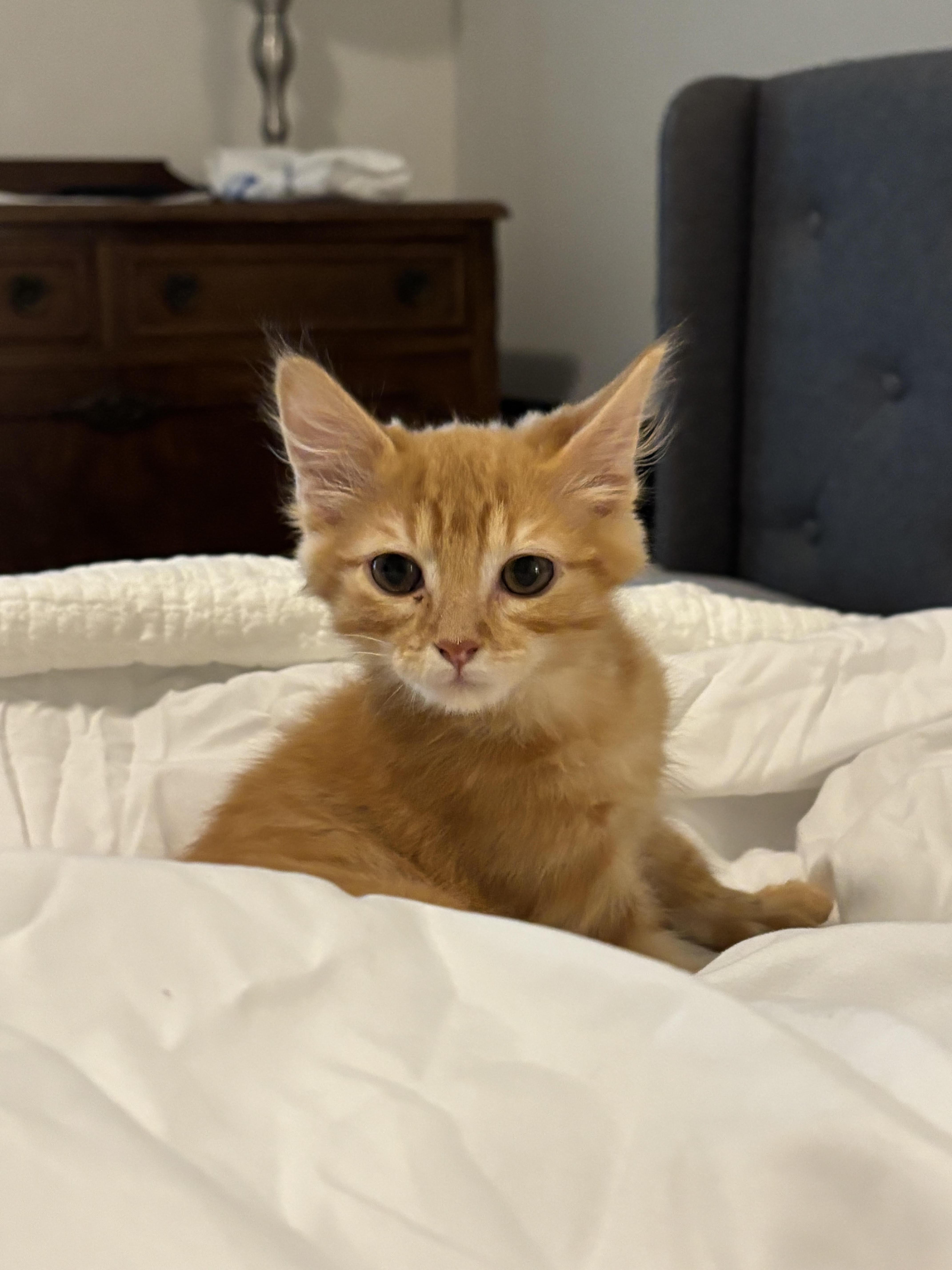 A baby small-sized male Tabby (Orange / Red) Domestic Short Hair cat named Round for adoption in Richmond, VA