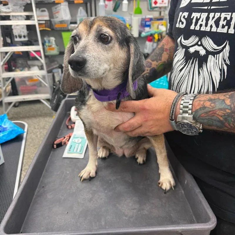 A senior medium-sized female Black Beagle dog named Journey for adoption in Fredericksburg, VA