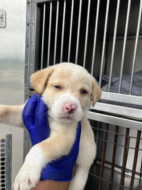 A baby medium-sized male Mixed Breed dog named Rubble for adoption in Dallas, TX