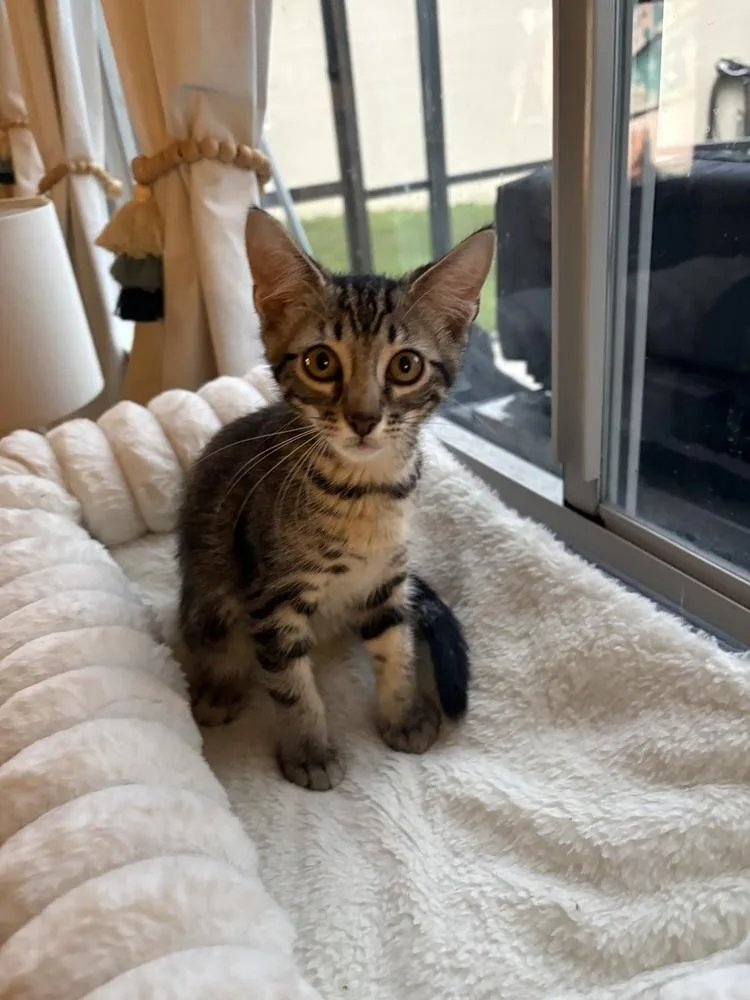 A baby small-sized male Gray / Blue / Silver Domestic Short Hair cat named Judah for adoption in Brandon, FL