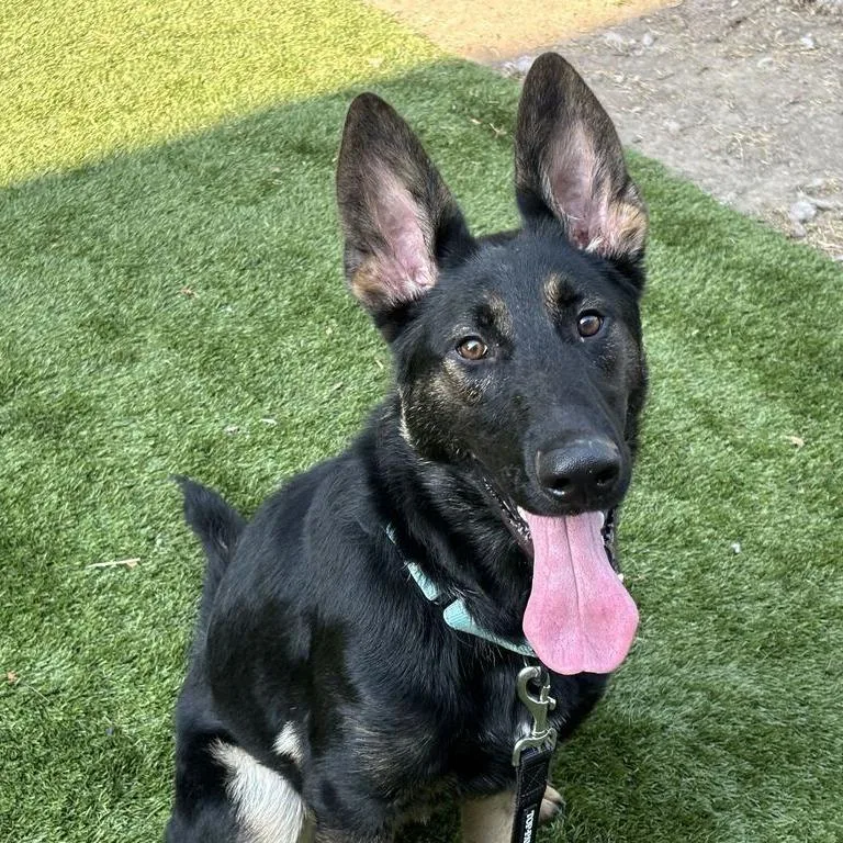 A young large-sized male German Shepherd Dog dog named Canyon for adoption in Viroqua, WI