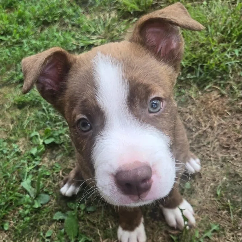 A baby medium-sized male American Staffordshire Terrier dog named Darwin for adoption in Danbury, CT