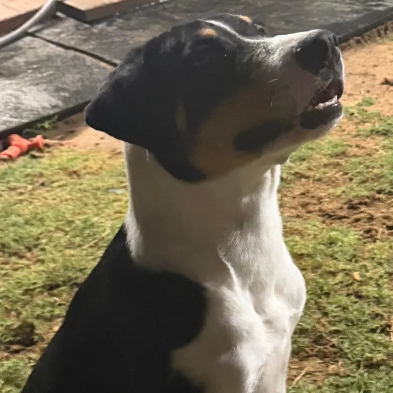 A young medium-sized male Black Mixed Breed dog named Louie for adoption in Midland, TX