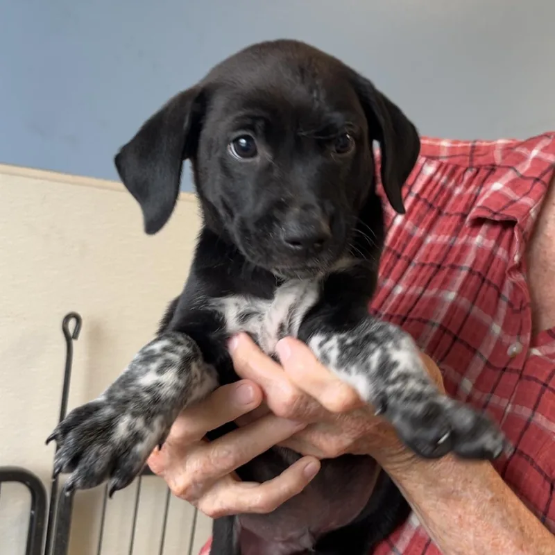 A baby medium-sized female Brown / Chocolate Beagle dog named Xena for adoption in Maynardville, TN