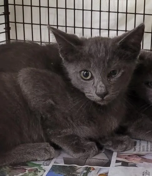 A baby small-sized female Domestic Short Hair cat named Dipsy for adoption in Los Angeles, CA