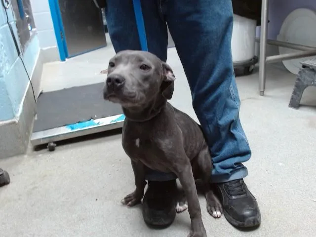 A young medium-sized female Pit Bull Terrier dog named Shadow for adoption in Albuquerque, NM