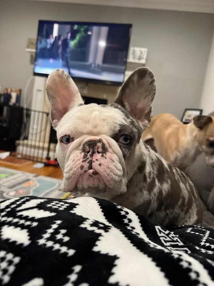 Stella thumbnail 2