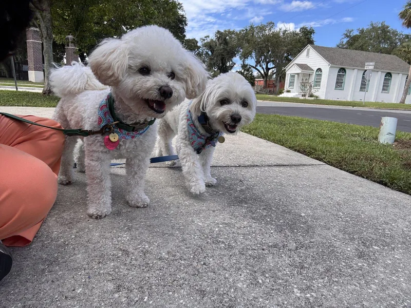 An adult small-sized male Maltese dog named Dobby FH for adoption in Sanford, FL