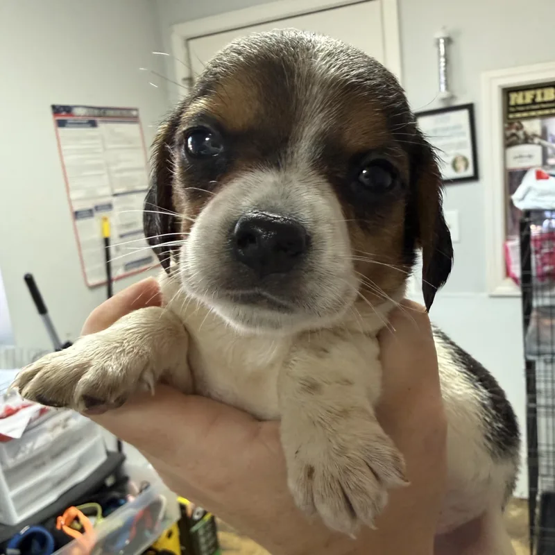 A baby medium-sized male Tricolor (Brown, Black, & White) Mixed Breed dog named Krispy Kreme for adoption in Columbia, SC