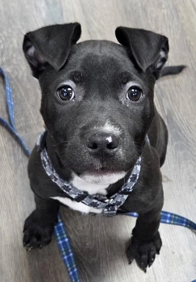 A baby large-sized female Pit Bull Terrier dog named Lola for adoption in Oxford, MI