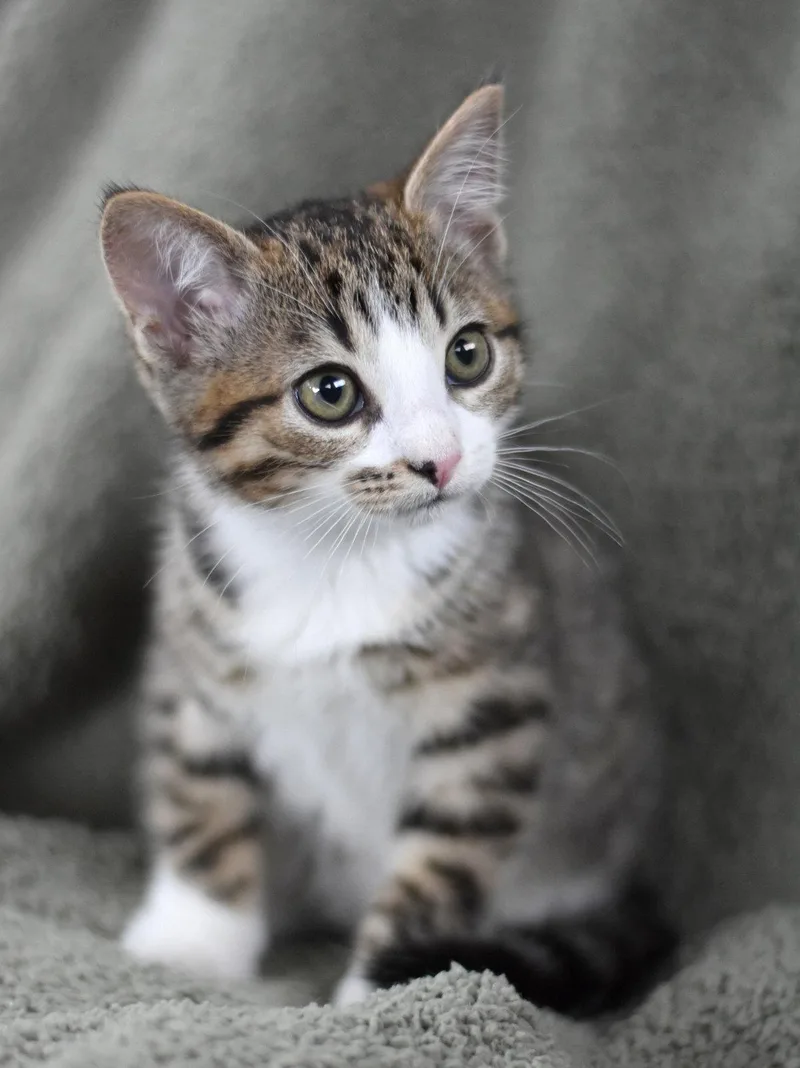 A baby medium-sized female Gray & White Domestic Medium Hair cat named Ashley for adoption in Montgomery, TX
