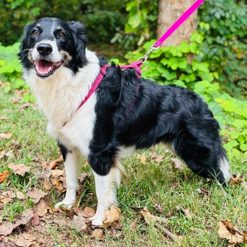 An adult large-sized female Black Australian Shepherd dog named Addie for adoption in Alexandria, VA