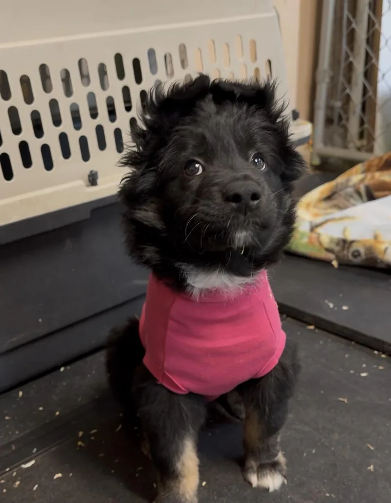 A baby medium-sized female Border Collie dog named Booboo Bear for adoption in Snoqualmie, WA