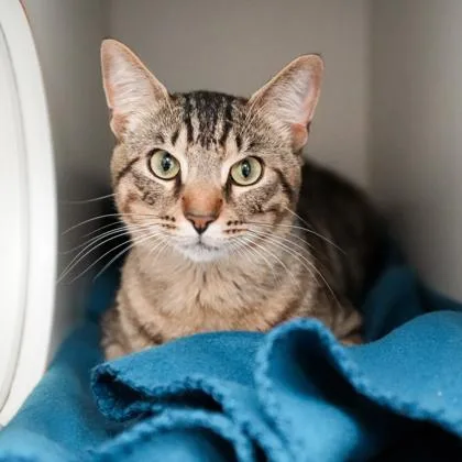 A young small-sized male Brown / Chocolate Domestic Short Hair cat named Paul Sheldon for adoption in Atlanta, GA