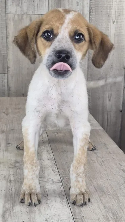 An adult small-sized male Terrier dog named Pauly for adoption in Shreveport, LA