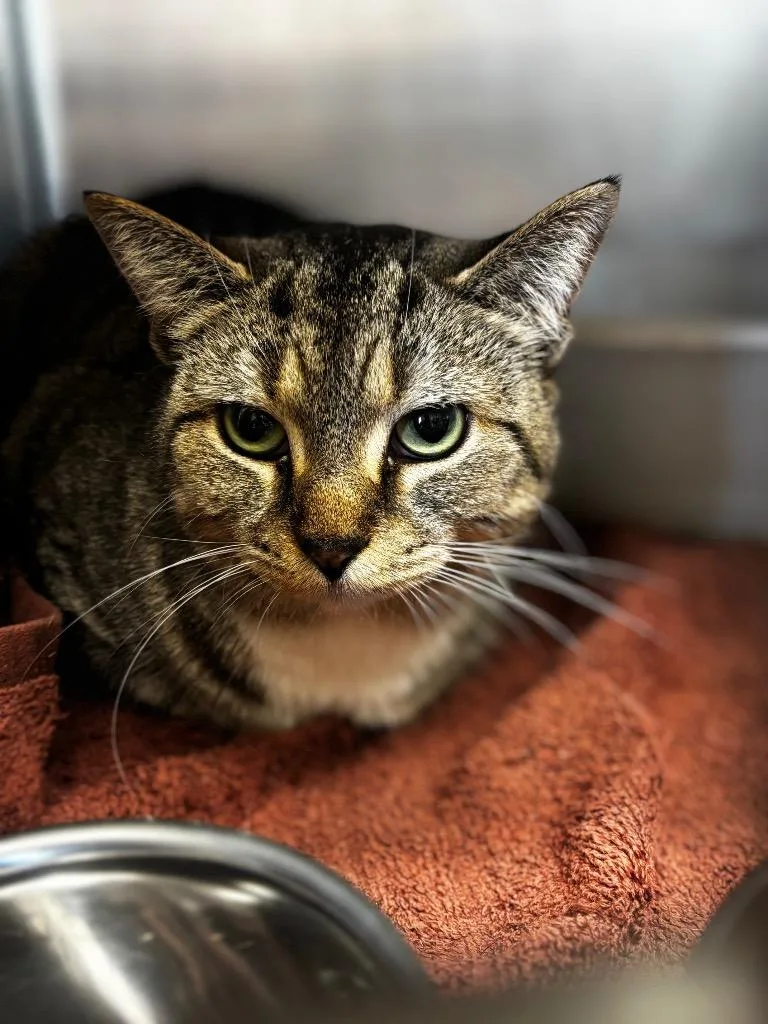 A young medium-sized female Domestic Short Hair cat named Cosette for adoption in Lima, OH