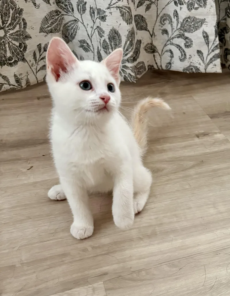 A baby medium-sized female White Domestic Short Hair cat named Hollar for adoption in Geneseo, IL