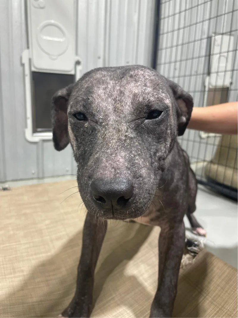 An adult medium-sized female Terrier dog named Suki for adoption in Ruston, LA