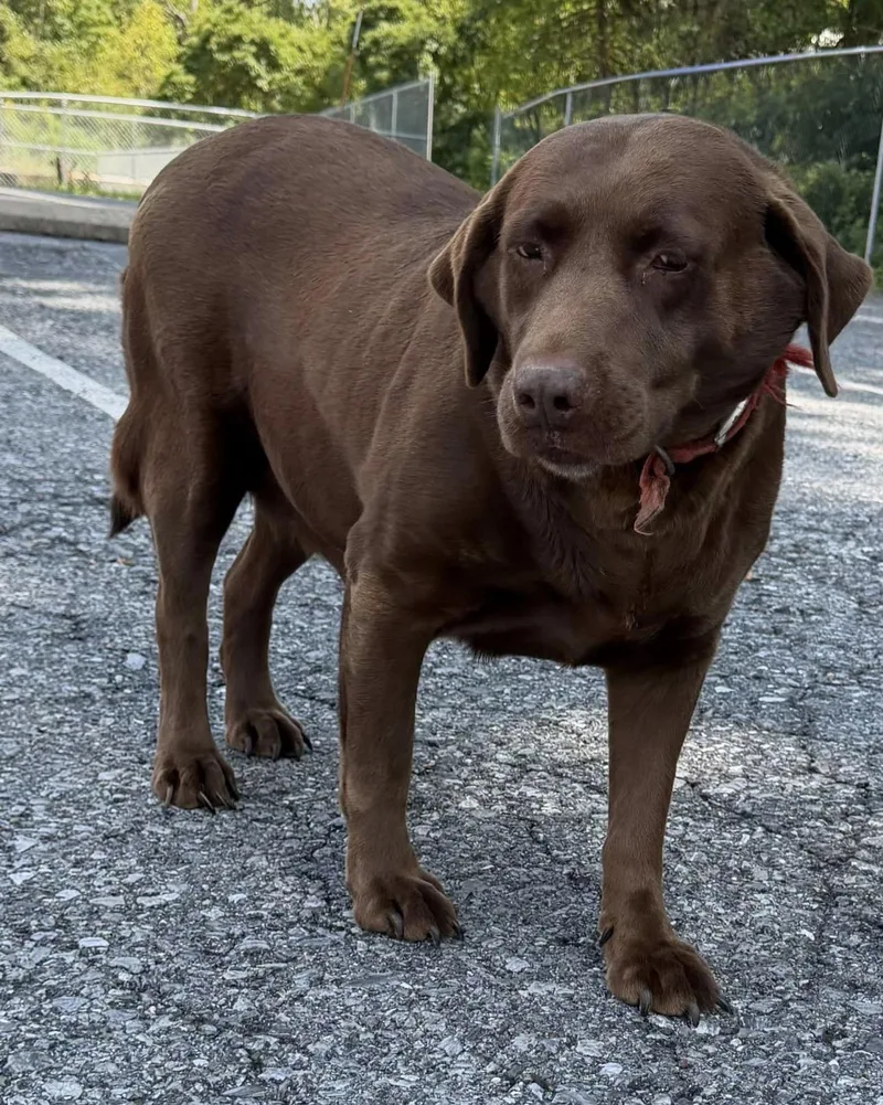 An adult large-sized female Chocolate Labrador Retriever dog named Shyla for adoption in Kutztown, PA