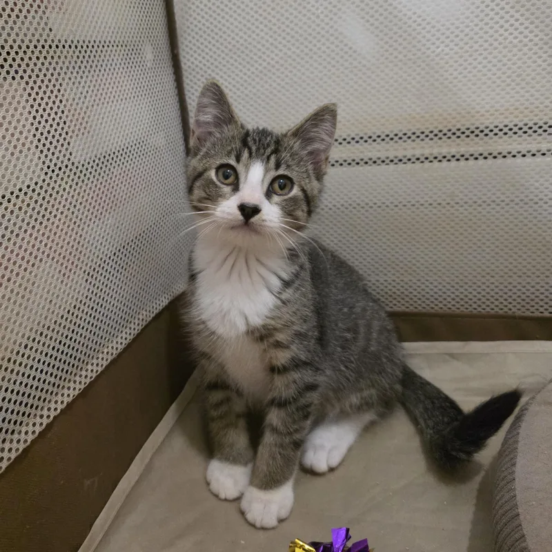 A baby medium-sized male Tabby (Brown / Chocolate) Domestic Short Hair cat named Riddle for adoption in Moriches, NY
