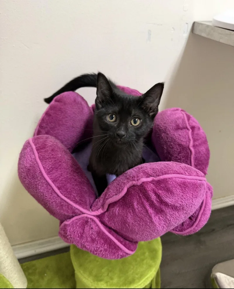 A baby medium-sized female Black Domestic Short Hair cat named Hana for adoption in Walled Lake, MI