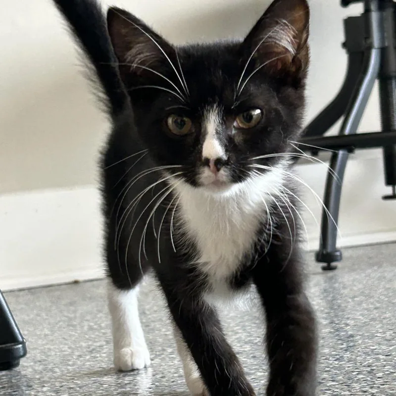 A baby small-sized male Black Domestic Short Hair cat named Rainaldi for adoption in Nashville, TN
