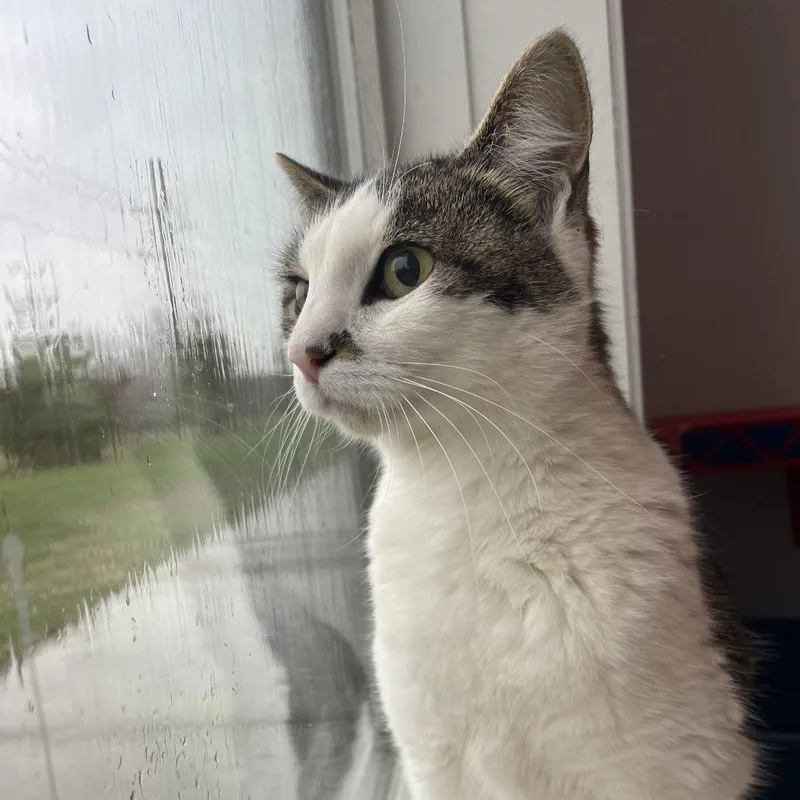 An adult small-sized female White Domestic Short Hair cat named Snowbell for adoption in West Des Moines, IA
