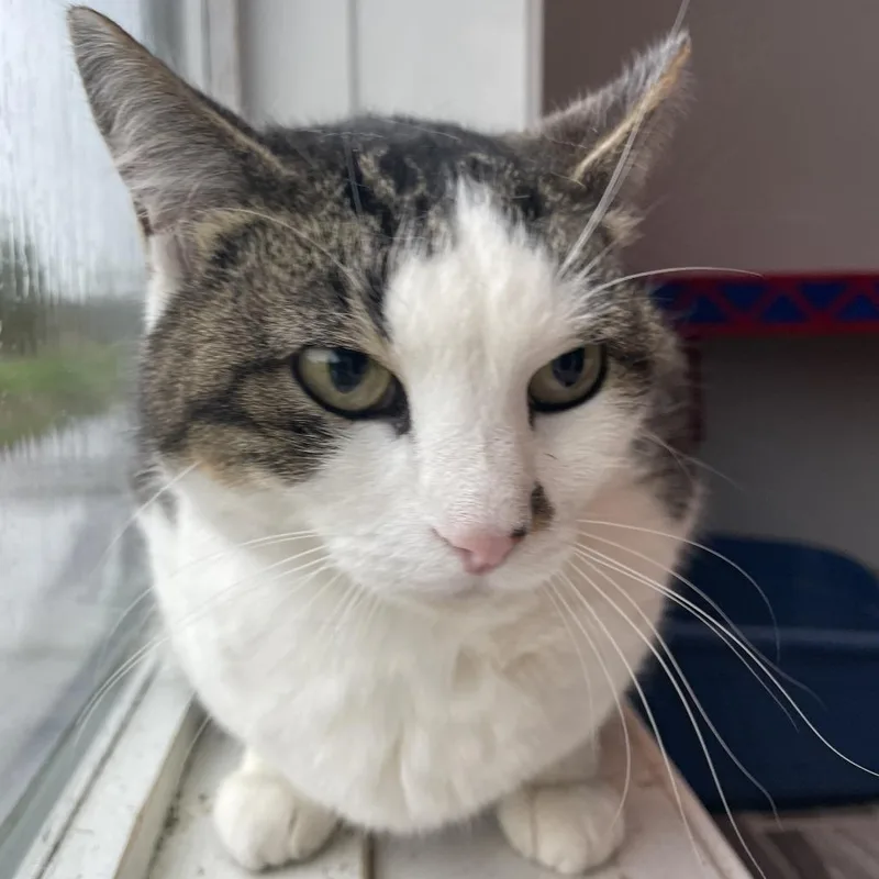 Snowbell thumbnail 2