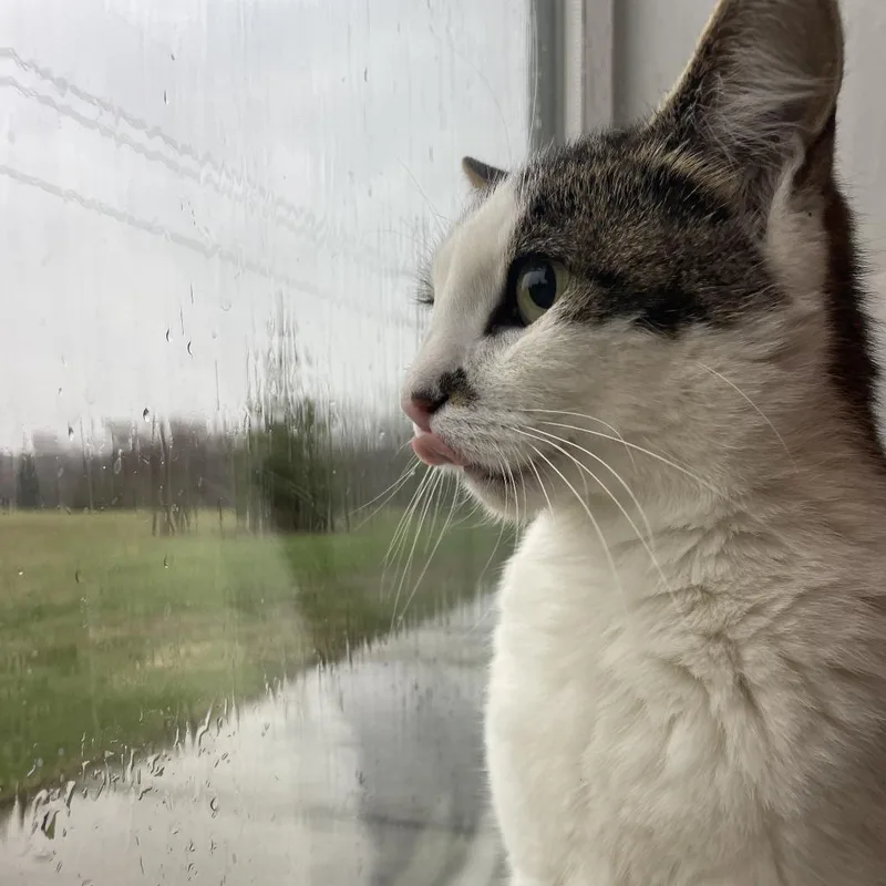 Snowbell thumbnail 3