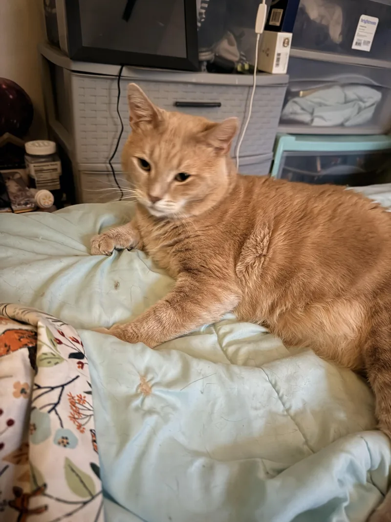 An adult large-sized male Buff / Tan / Fawn Domestic Short Hair cat named Sonny for adoption in Waseca, MN