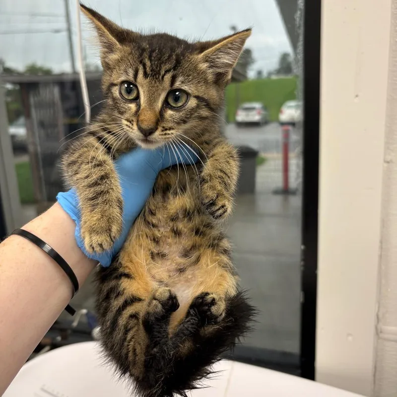 A baby small-sized female Brown / Chocolate Domestic Short Hair cat named Minnie Mouse for adoption in Columbiana, AL