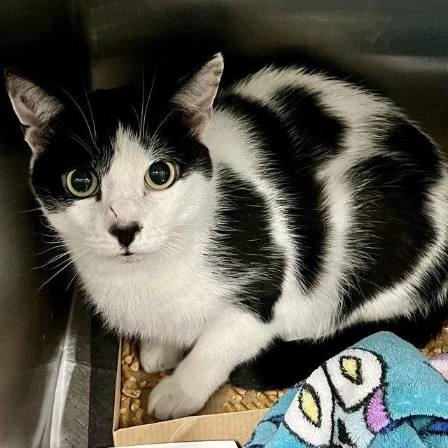An adult large-sized male Black & White / Tuxedo Domestic Short Hair cat named Walter for adoption in Tavares, FL