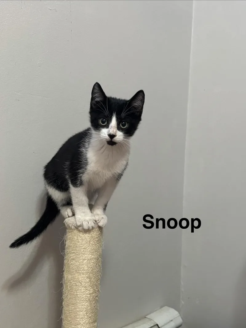 A baby medium-sized male Black & White / Tuxedo Domestic Short Hair cat named Snoop for adoption in Brick, NJ
