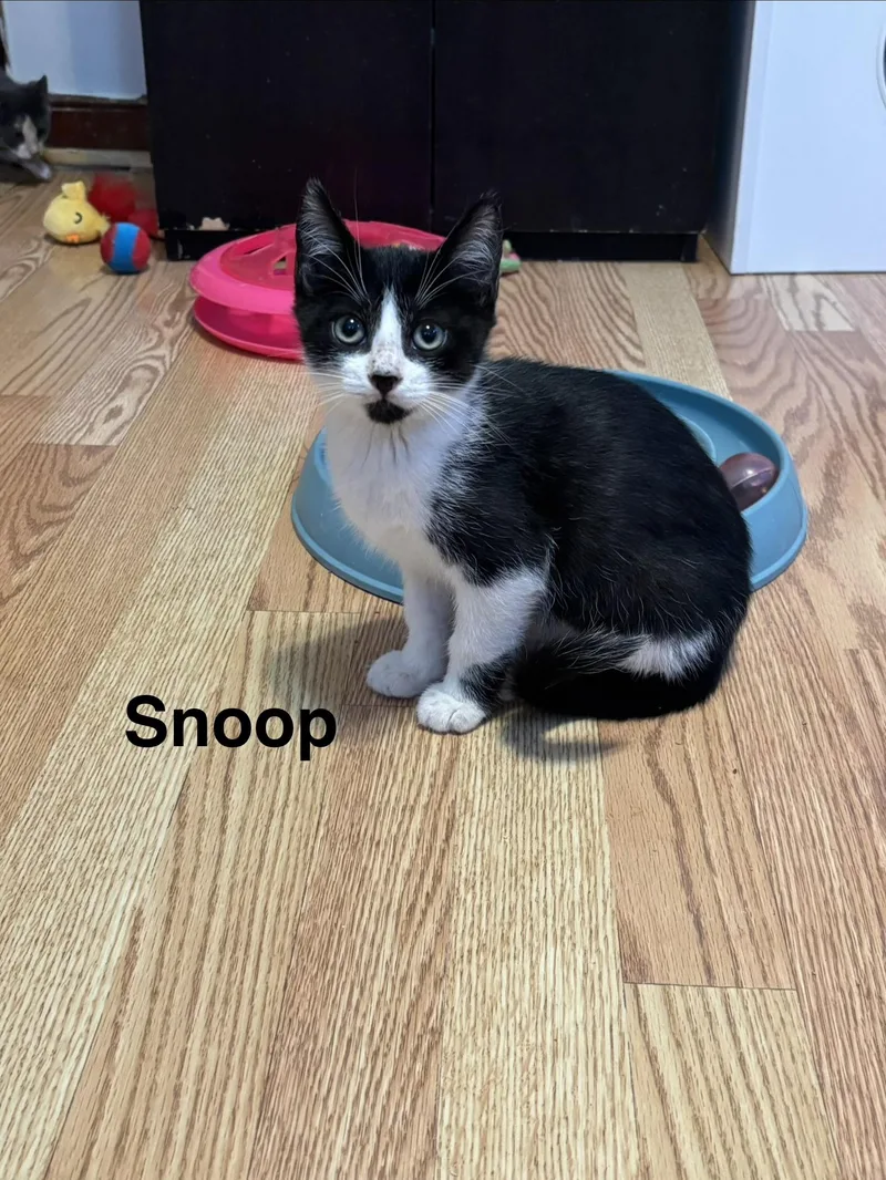 Snoop thumbnail 2