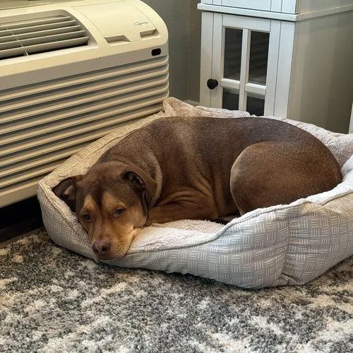 A senior medium-sized male Brown / Chocolate Pit Bull Terrier dog named Wrangler for adoption in Minneapolis, MN