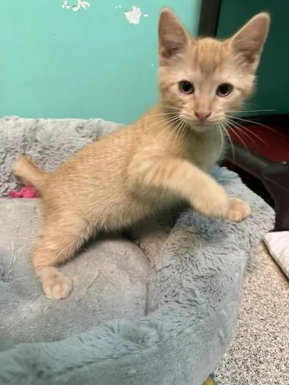 Princeton