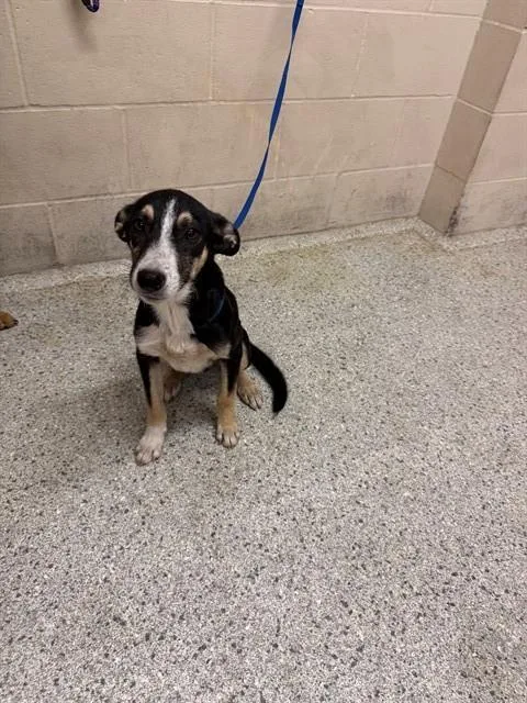 A young small-sized male German Shepherd Dog dog named Phoenix for adoption in Conroe, TX