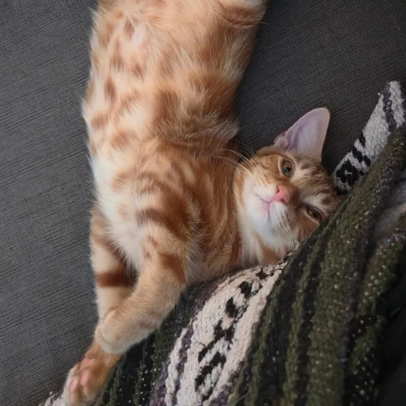 A baby medium-sized male Orange / Red Domestic Short Hair cat named Thelonious for adoption in Austin, TX