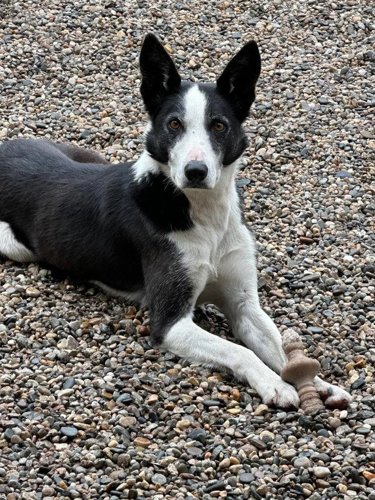 An adult medium-sized male Border Collie dog named Skipper for adoption in Emmett, ID