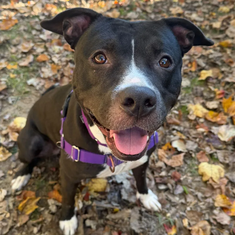 An adult large-sized female Pit Bull Terrier dog named Ruby for adoption in Reisterstown, MD