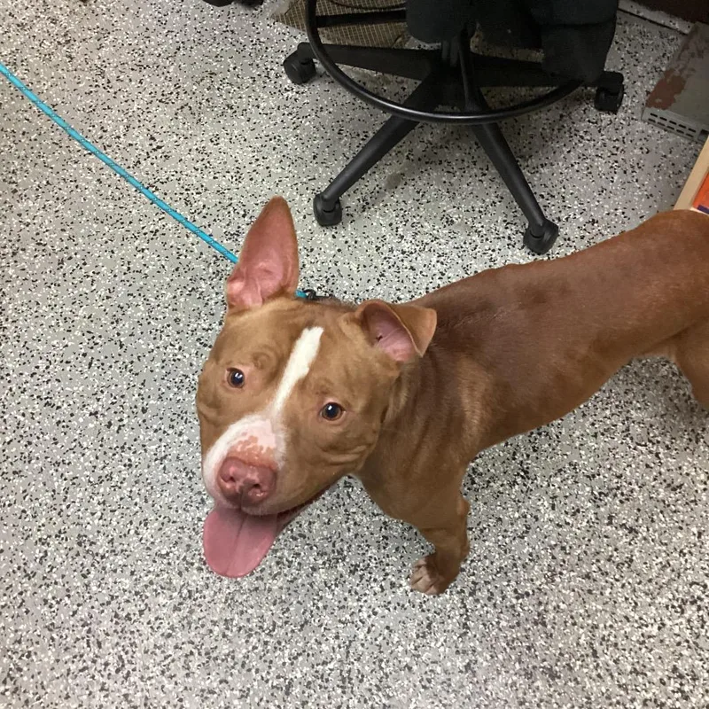 An adult medium-sized male Brown / Chocolate English Bulldog dog named Jesse for adoption in Lakeland, FL