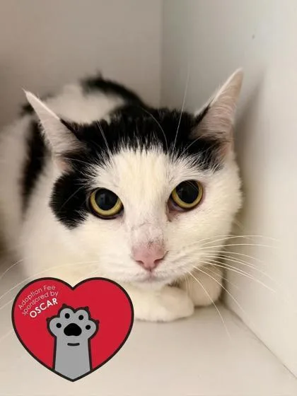 An adult medium-sized female Domestic Short Hair cat named Penguin for adoption in West Chester, PA